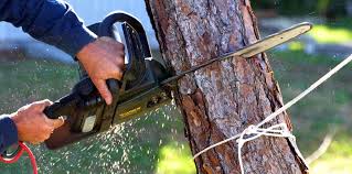 Best Tree and Shrub Care  in Fairview, NY