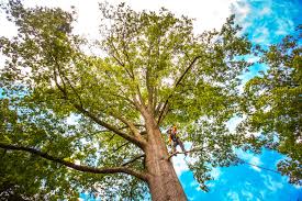 Best Arborist Consultation Services  in Fairview, NY
