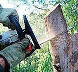 Best Tree Removal  in Fairview, NY