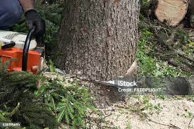 Best Tree Mulching  in Fairview, NY
