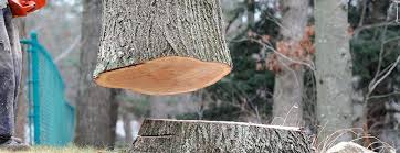  Fairview, NY Tree Care Pros