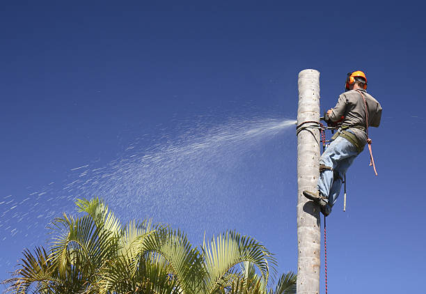 Best Hazardous Tree Removal  in Fairview, NY