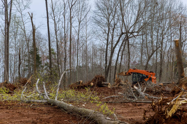 Best Storm Damage Tree Cleanup  in Fairview, NY