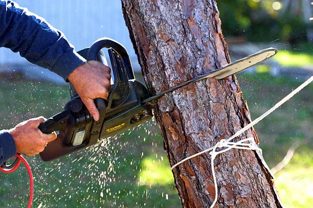 How Our Tree Care Process Works  in  Fairview, NY