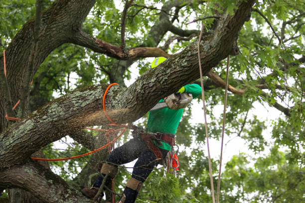 Best Tree Maintenance Programs  in Fairview, NY