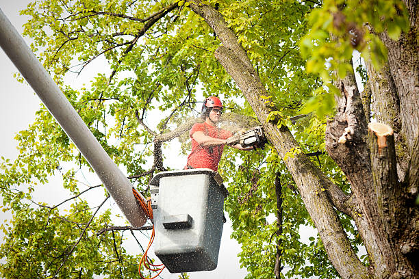 Best Aeration Services  in Fairview, NY