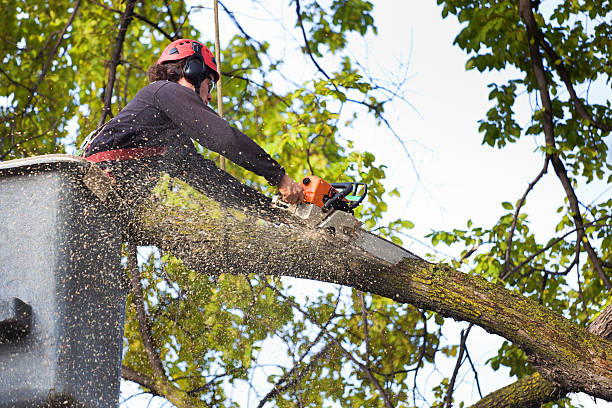 Best Lawn Disease Treatment  in Fairview, NY