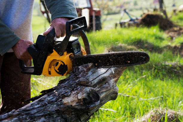 Reliable Fairview, NY Tree Care Solutions
