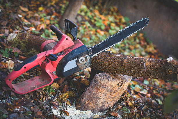 Best Tree Health Inspection  in Fairview, NY