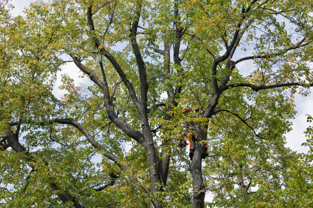 Best Tree Trimming and Pruning  in Fairview, NY